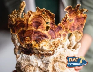 Stay Wyld Organics – Reishi Mushroom Capsules (Bottle of 90)