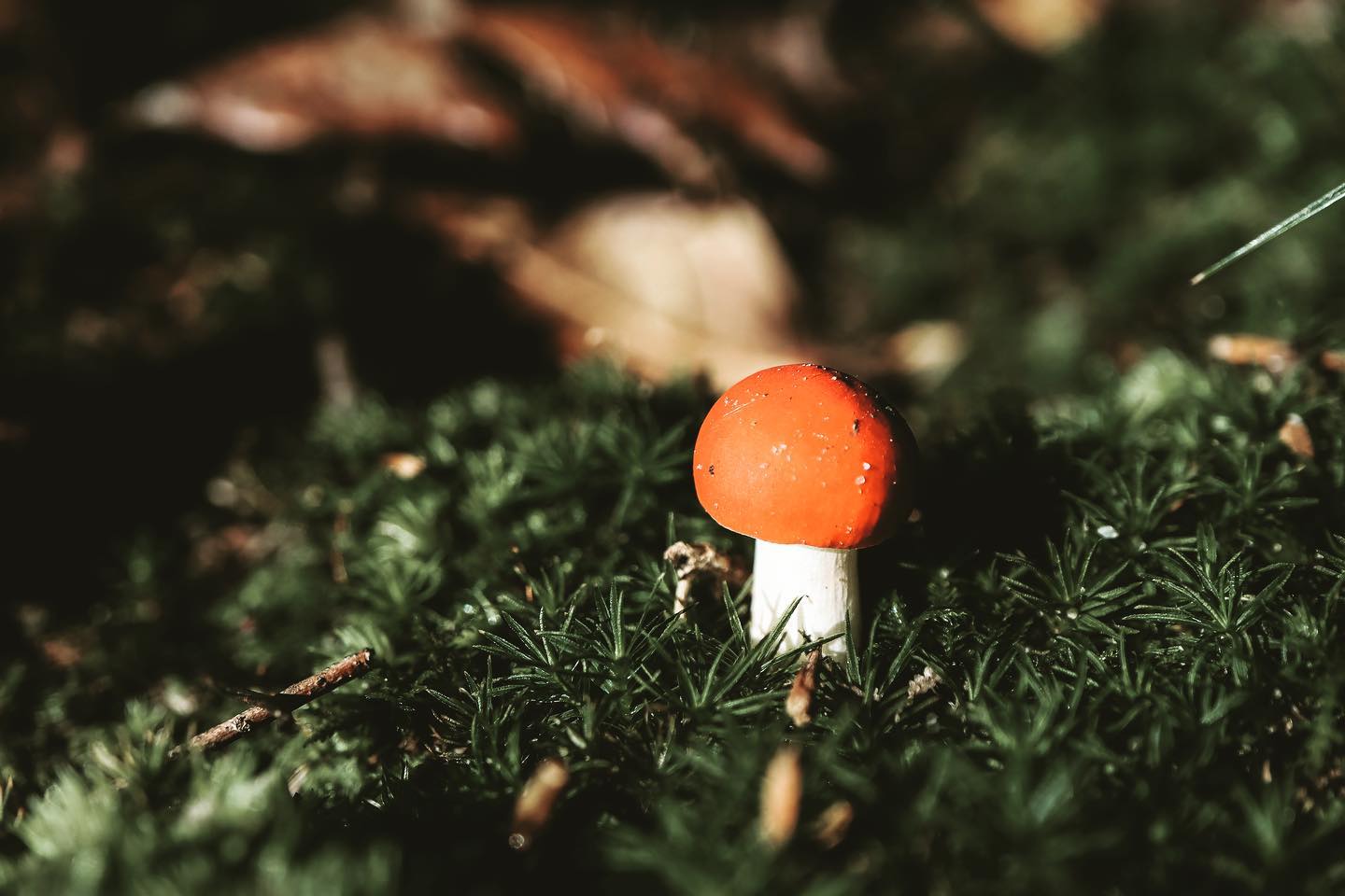 buy Mushrooms online Canada near me