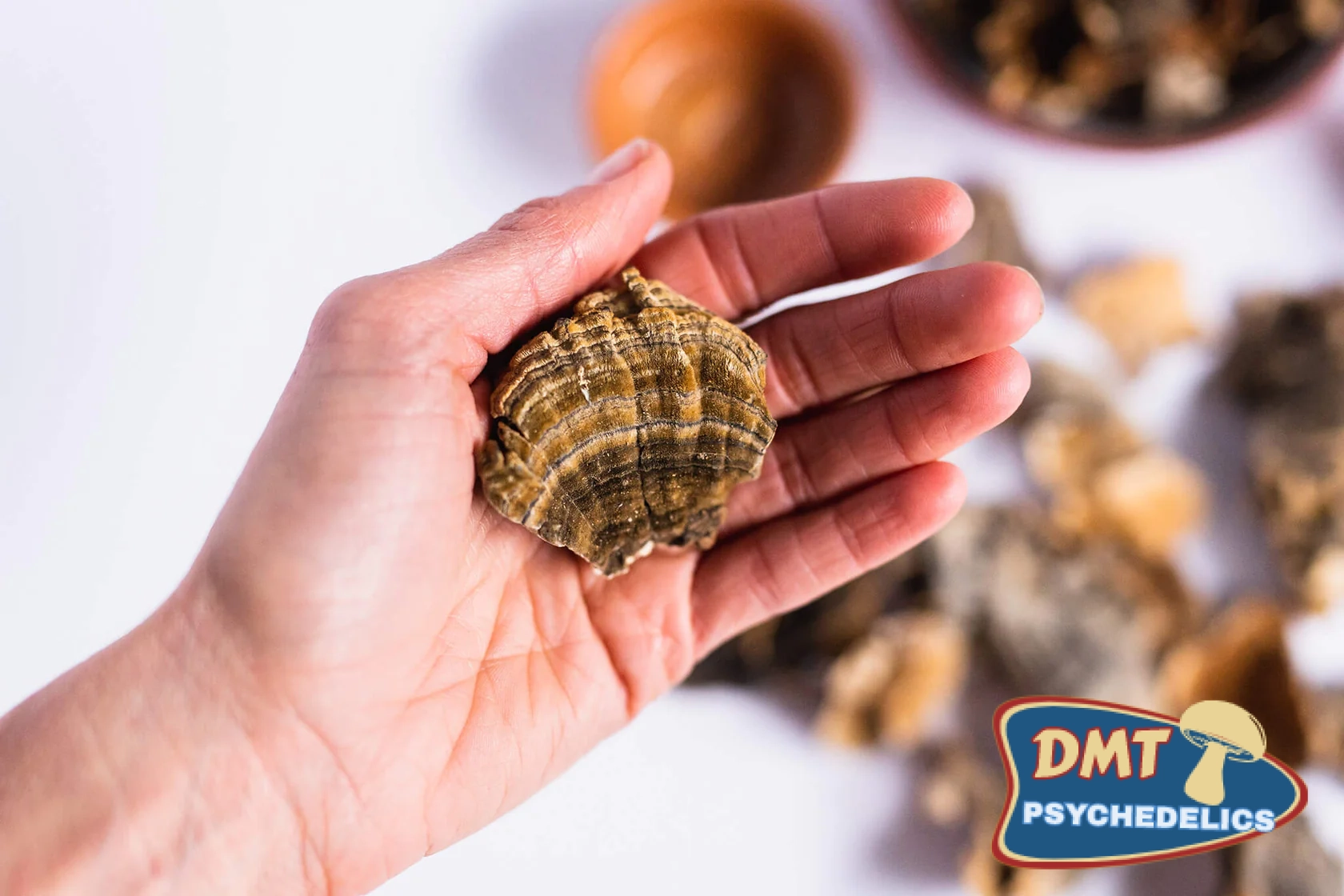 Stay Wyld Organics – Turkey Tail Mushroom Capsules (Bottle of 90) - Image 2