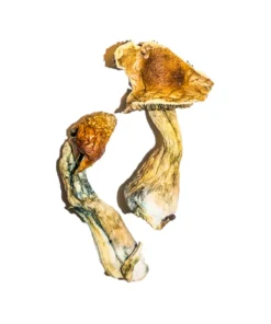 Buy B+ Magic Mushrooms