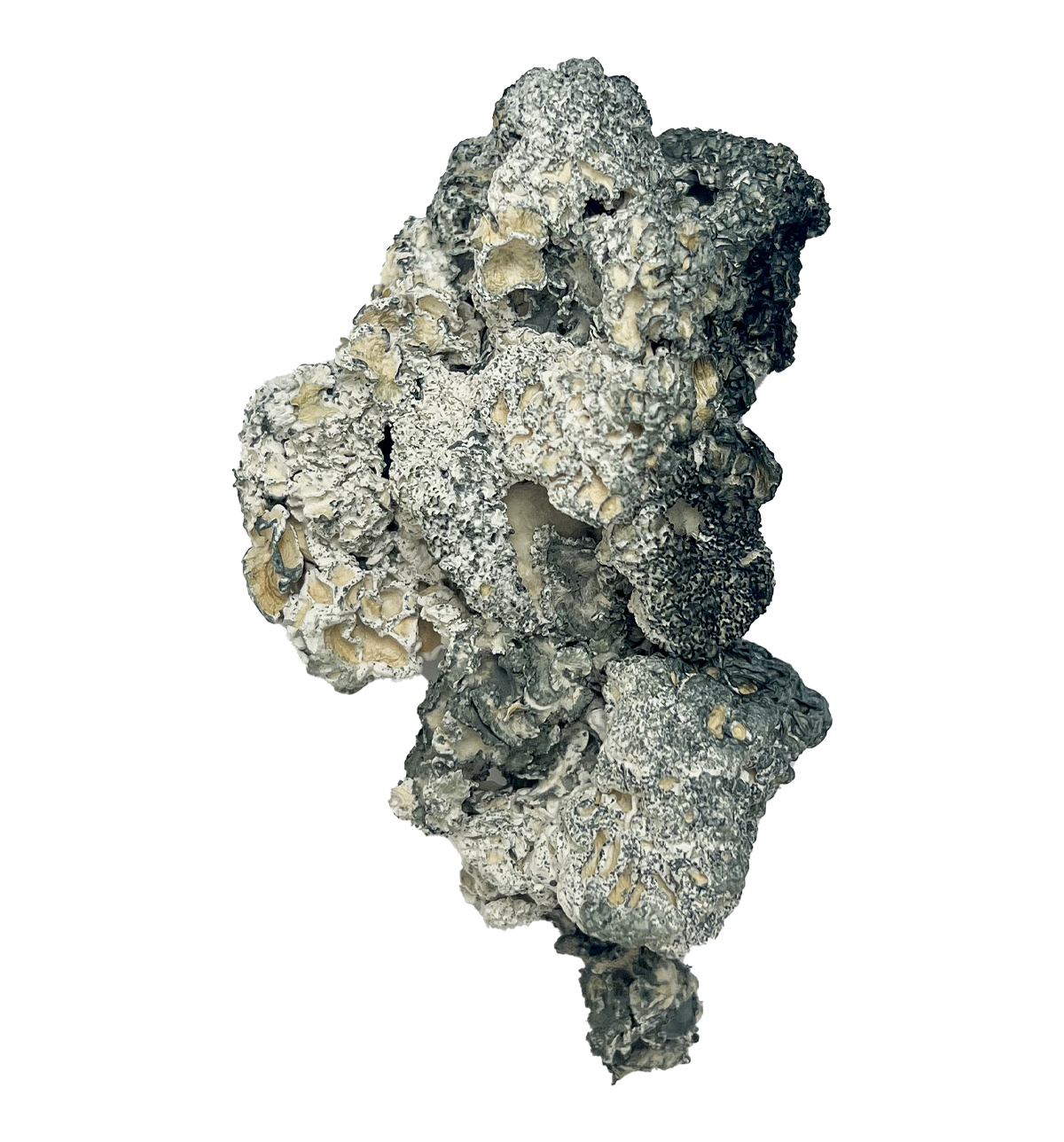 Enigma Magic Mushrooms For Sale