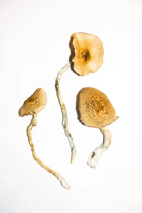 Golden Teacher Magic Mushrooms For Sale