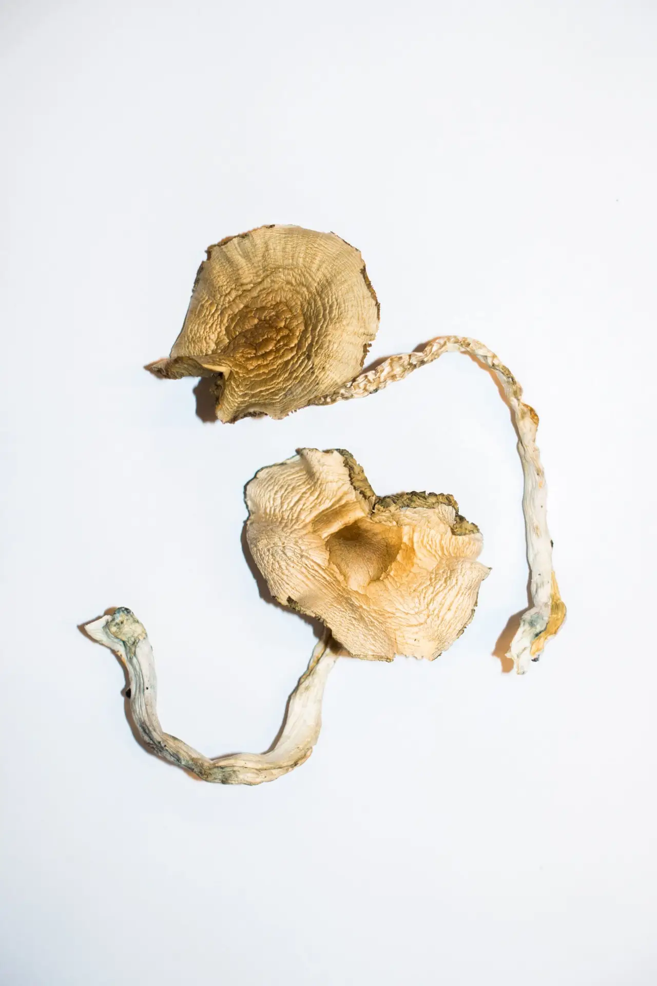 Golden Teacher Magic Mushrooms For Sale - Image 2