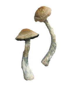 HillBilly Magic Mushrooms