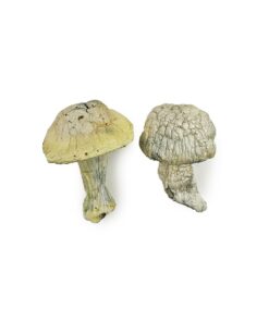 Iceberg Magic Mushrooms