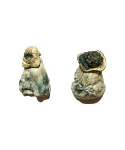 Alternative view of Albino Penis Envy Magic Mushrooms