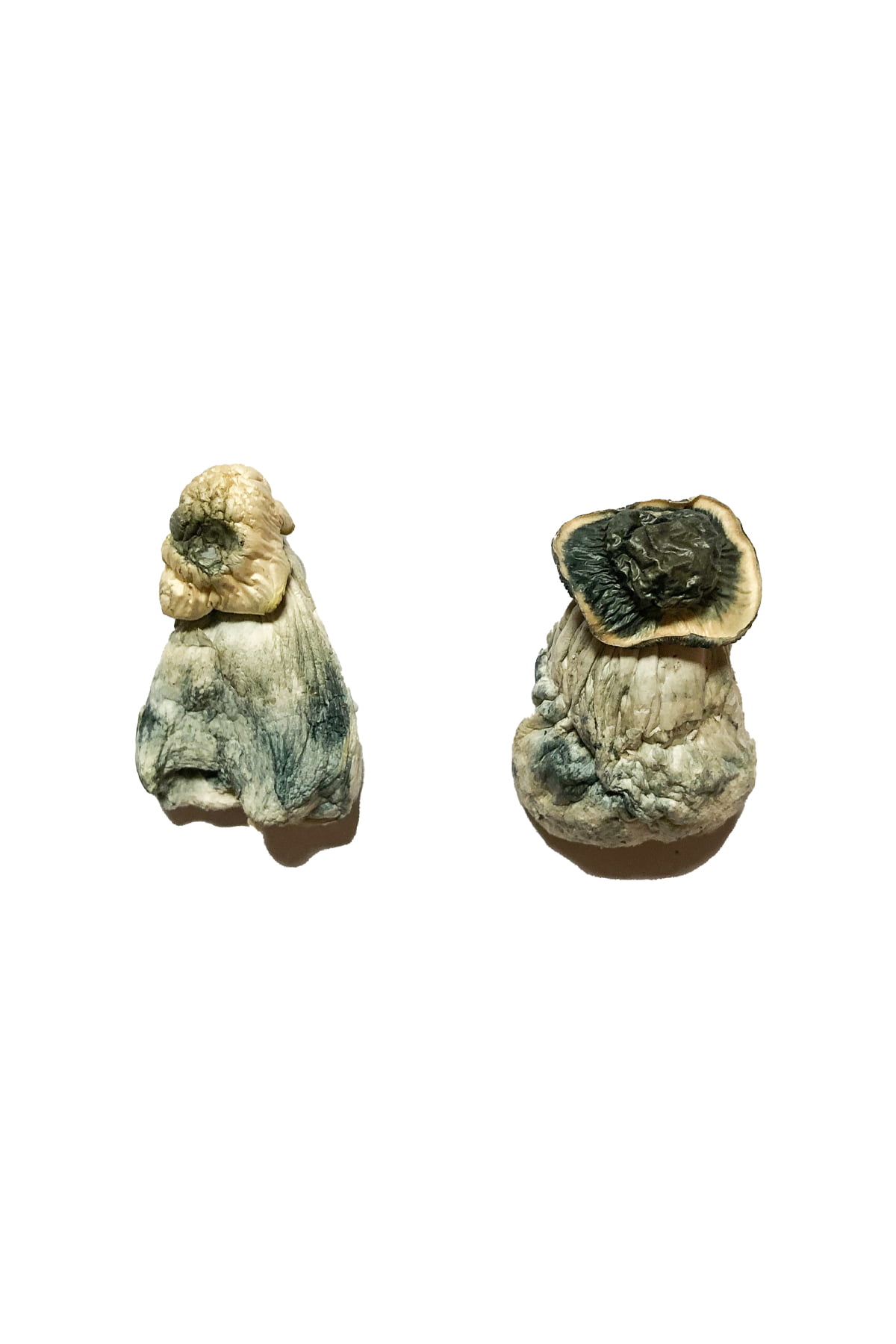 Albino Penis Envy Magic Mushrooms - Image 2