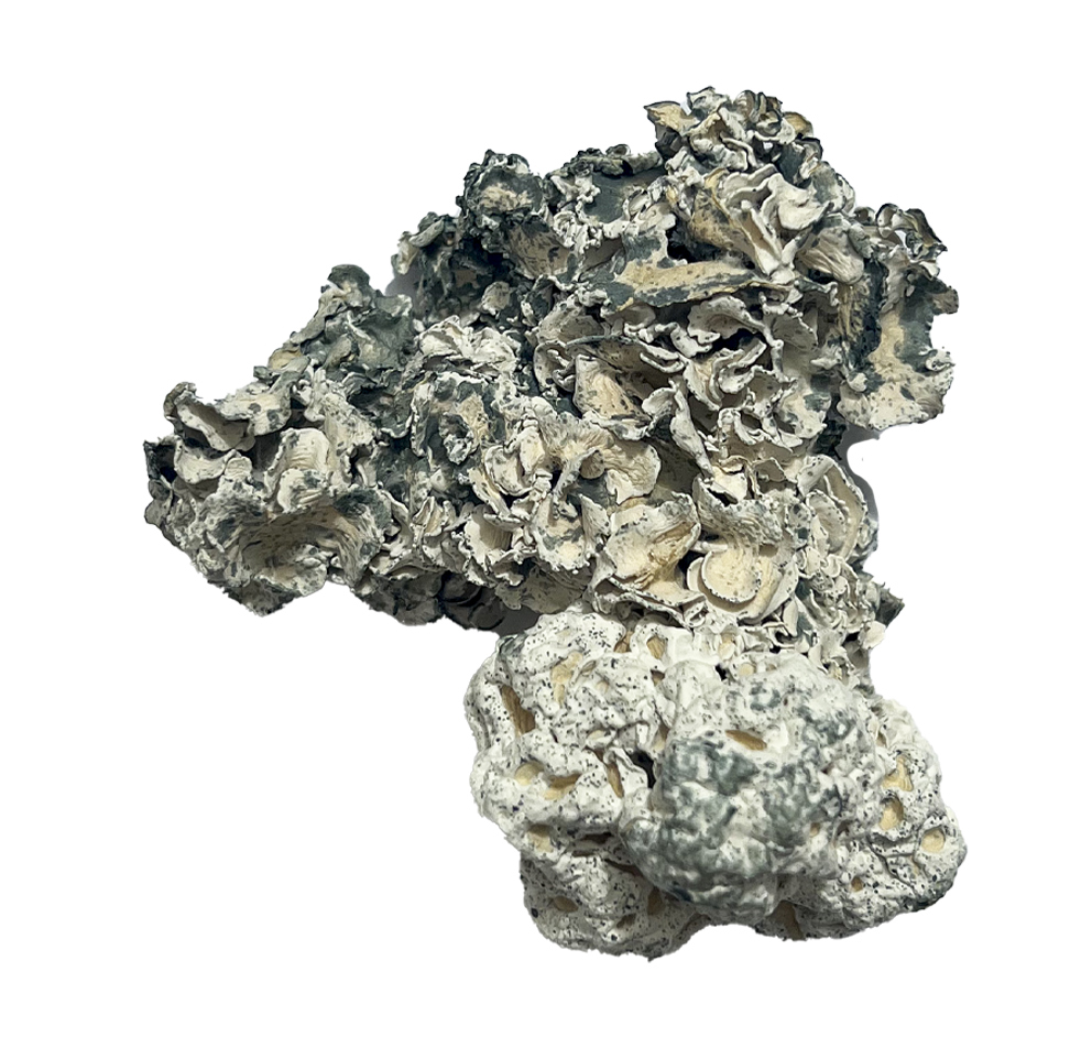 Enigma Magic Mushrooms For Sale - Image 2