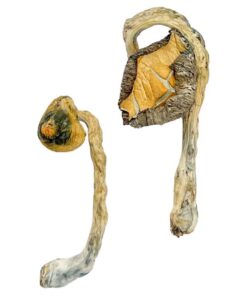 buy Panama Magic Mushrooms