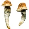 Buy Penis Envy XL Magic Mushrooms