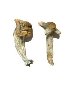 Alternative view of Shepherds Cut Penis Envy Magic Mushrooms